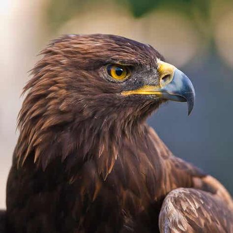 Golden Eagle Photography, Golden Eagle Wings, Golden Eagle Art, Animal Characteristics, Eagle Photography, Wedge Tailed Eagle, Hawk Eagle, Eagle Drawing, Eagle Images