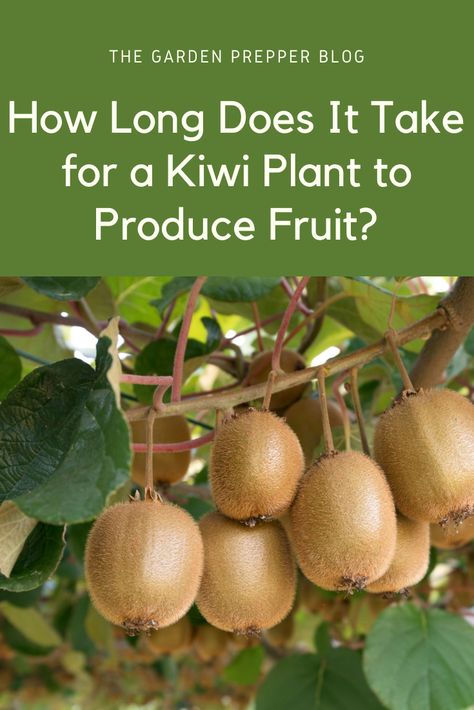 how long does it take for a kiwi plant to produce fruit Growing Kiwi Vines, How To Grow Kiwi Plants, Kiwi Plant Pergola, Growing Kiwi From Seed, Kiwi Seeds How To Grow, Kiwi Tree How To Grow, How To Grow Kiwi, Kiwi Plant Trellis, How To Grow Kiwi From Seed