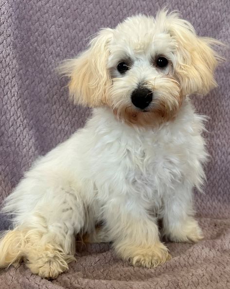 Maltese Poodle Mix, Poodle Mix Dogs, Maltese Poodle, Leash Training, Maltese Puppy, Poodle Mix, Animal Friends, Humane Society, Animals Friends