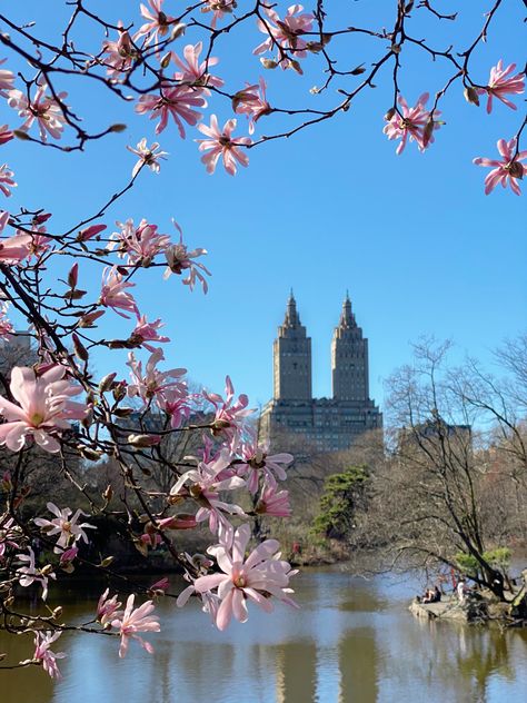 #centralpark #nyc #newyorkcity #newyork #cityphotography #city #spring #cherryblossoms #blooms Spring City Aesthetic, City Flowers, Spring City, I ❤ Ny, City Photography, City Aesthetic, Experiential, Aesthetically Pleasing, Central Park