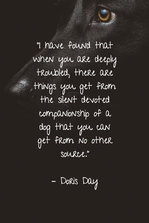 Watching Your Dog Grow Old Quotes, The Black Dog Quotes, Protective Dog Quotes, Dog Companion Quotes, Dog Healing Quotes, Loving A Dog Quotes, Beautiful Dog Quotes, Dogs Are Better Than People Quotes, To My Dog Quotes