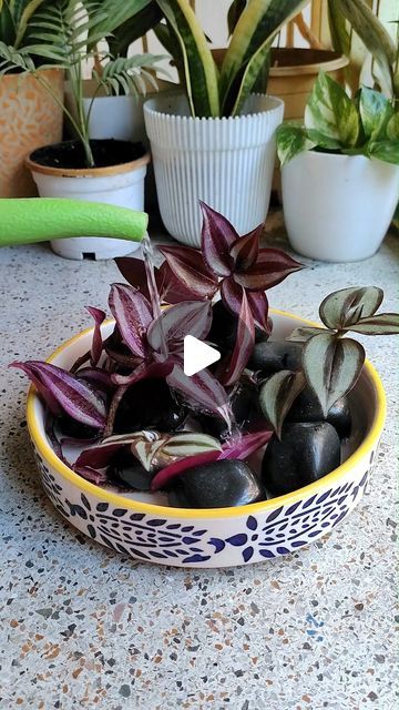 Watering House Plants, Red Leaf Plant, Jew Plant, Mini Cactus Garden, Water Plants Indoor, Water Garden Plants, Creepers Plants, Wandering Jew Plant, Rooting Roses