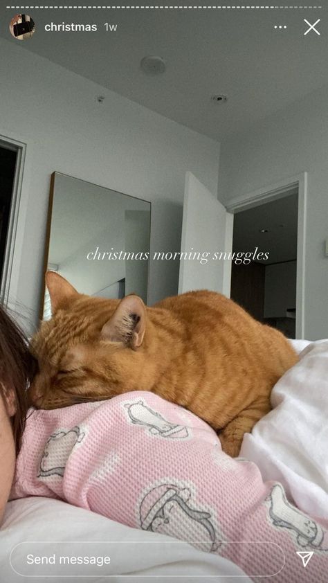 cat aesthetic Mom Life Aesthetic, Cat Stories, Cat Photos, Aesthetic Moodboard, Life Aesthetic, Strange Things, Creative Instagram Stories, Ginger Cats, Cat Aesthetic