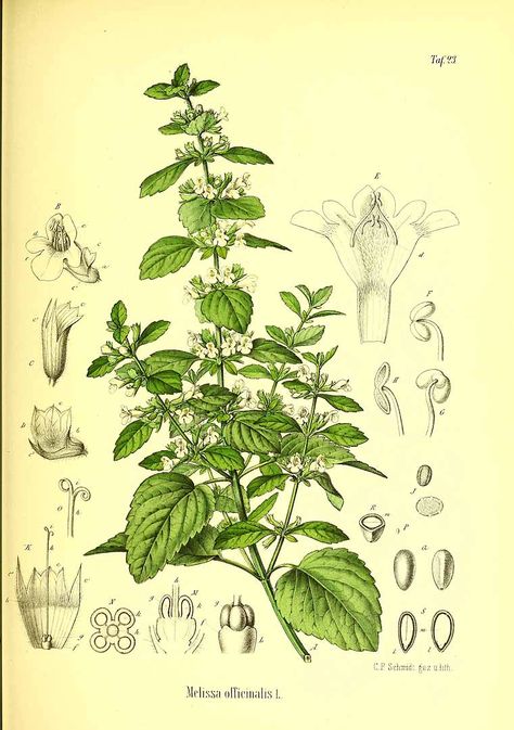 322078 Melissa officinalis L. / Berg, O.C., Schmidt, C.F., Atlas der… Lemon Balm Plant, Herbs Illustration, Melissa Officinalis, Fruit Tattoo, Tattoo Plant, Drawing Eye, Technical Illustration, Botanical Illustration Vintage, Plant Drawing