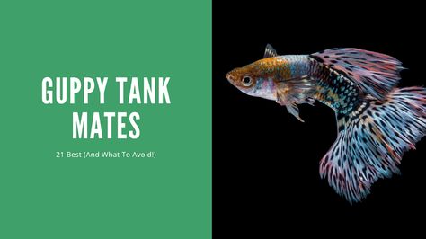 21 Great Guppy Tank Mates Guppy Tank Mates, Guppy Tank, Written By, Blog Post, Fish, Plants