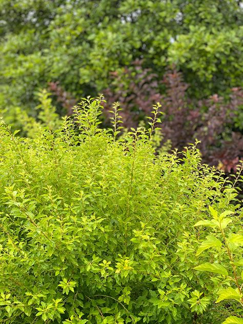 Lime Green Shrubs, Lime Green Plants, Plants That Like Sun, Small Garden Spaces, Ninebark Shrub, Full Sun Flowers, Chartreuse Color, Full Sun Perennials, Pink Fruit