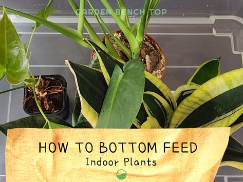 A step-by-step guide in bottom feeding plants using the bottom watering method. Learn how to fertilize your plants from the bottom up while reaping the benefits of bottom watering. Bottom Feeding Plants, How To Bottom Water Plants, How To Root Snake Plant In Water, How To Boil Beets, Root Structure, Clear Plastic Containers, Thriving Garden, Fertilizer For Plants, Plant Guide