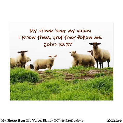 My Sheep Hear My Voice, John 10 27, Bible John, John 10, Verse Cards, Christian Cards, John 4, Custom Postcards, Bible Verses Quotes Inspirational