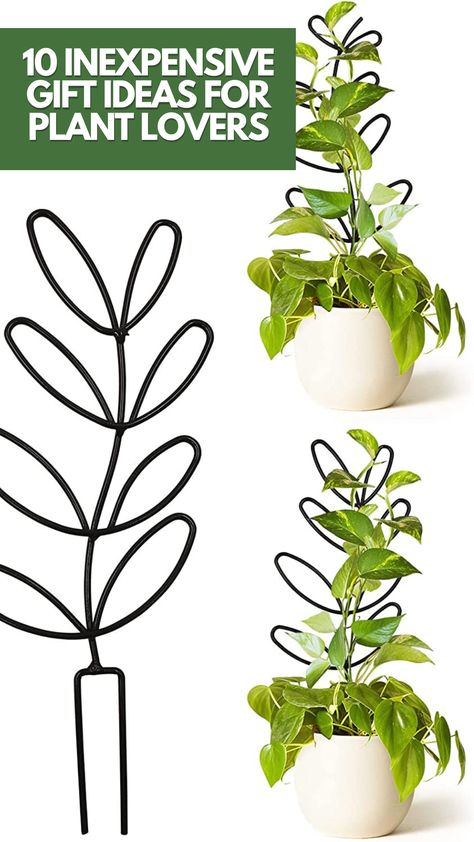 10 Inexpensive Gift Ideas For Plant Lovers - Presents For Plant Lovers, Diy Gifts For Plant Lovers, Gift Ideas For Plant Lovers, Plant Gift Ideas, Inexpensive Gift Ideas, Pot Trellis, Keeping Plants Alive, Indoor Plant Gifts, Gifts For Plant Lovers