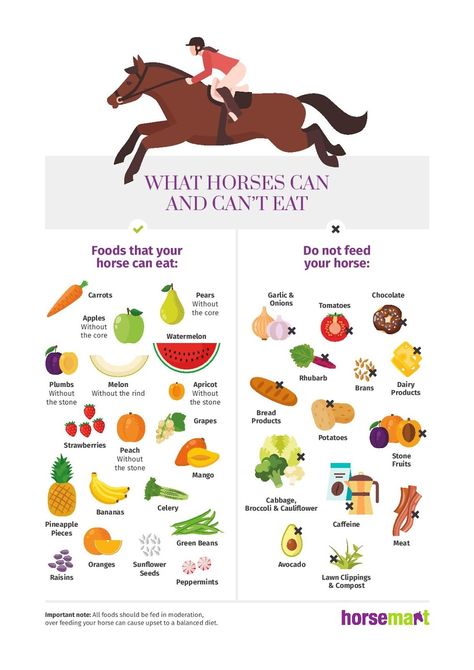 Horse Nutrition, Horse Information, Healthy Horses, Horse Food, Horse Exercises, Horse Facts, Horse Care Tips, Horse Info, Horse Riding Tips