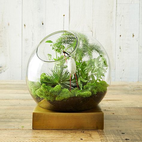 Terrarium with a brass base Design Trend: Brass And Glass Terrariums Diy, Beautiful Terrariums, Moss Terrarium, Bottle Garden, Moss Garden, Garden Terrarium, Terrarium Diy, Terraria, Terrarium Plants