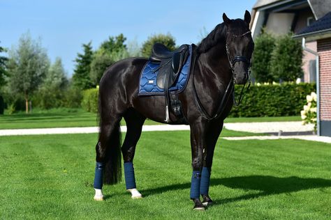 Black Horse Tack, Dressage Outfit, Horse Riding Outfit, Show Jumping Horses, Equestrian Aesthetic, Beautiful Horse Pictures, Bay Horse, Horse Dressage, Dream Horse