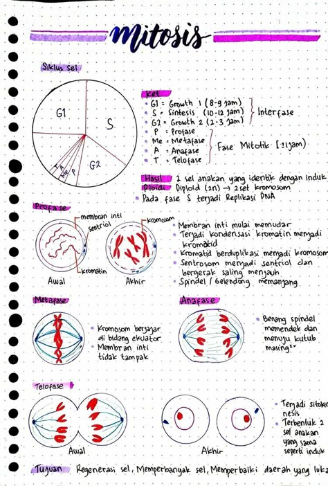 Mitosis Notes, Cell Biology Notes, Biochemistry Notes, Learn Biology, Study Biology, Biology Classroom, Basic Anatomy And Physiology, Nurse Study Notes, Biology Facts