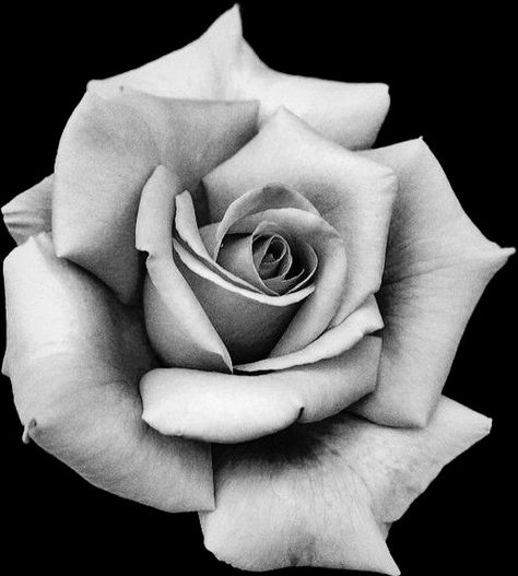 Realistic Rose Drawing, Rose Tattoo Stencil, Rose Reference, Realistic Rose Tattoo, Black And Grey Rose, Rose Flower Tattoos, Rose Drawing Tattoo, Black And White Roses, Flower Tattoo Drawings