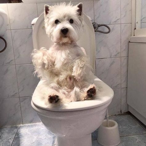 West Highland Terrier Puppy, West Terrier, Westie Terrier, Every Dog Breed, Westie Puppies, Dog Toilet, Surgical Procedures, Westie Dogs, Highland Terrier