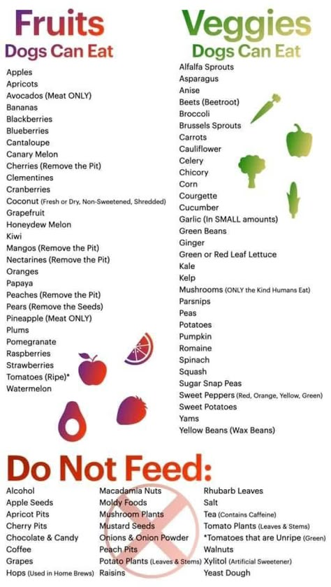 Healthy People Food For Dogs, Safe Puppy Treats, Homemade Pet Food Dogs, Foods That Are Good For Dogs, Food That Dogs Can Eat, Safe Homemade Dog Treats, Dog Diet Plan Healthy, Homemade Canned Dog Food, Food Dogs Can Have