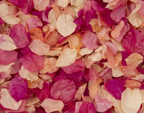 bougainvillea petals Eclectic Grandma, Bougainvillea Wedding, Flower Confetti, Kiss The Bride, Packaging Ideas Business, We Get Married, Watercolor Flower Art, Wedding Confetti, Bougainvillea