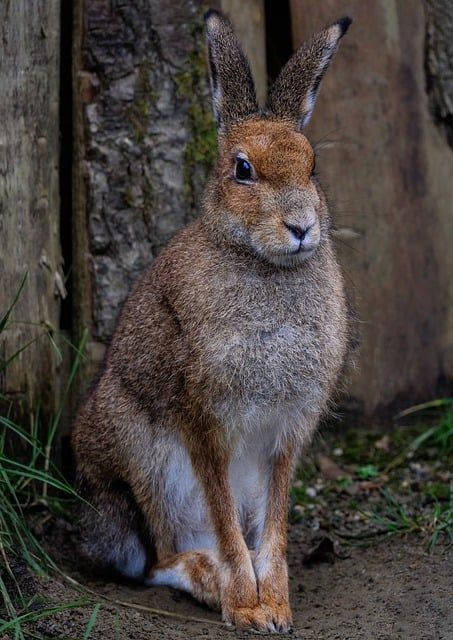 Irish Hare, Witches Woods, Snow Storms, Rabbit Life, Beginning Of Spring, Dark Moon, Warm Spring, Snow Storm, Lily Of The Valley