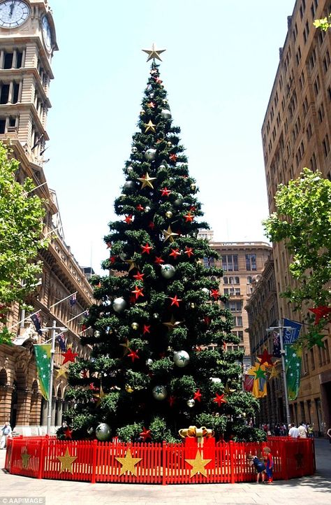 Over Crowded Christmas Tree, Transport Christmas Tree, Huge Christmas Tree, National Tree Company Christmas Tree, Massive Christmas Tree, Dinosaur Carrying Christmas Tree, Christmas Tree Stand, Beautiful Photo, Christmas Tree