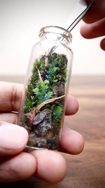 Closed Terrarium Plants, Wall Terrarium, Terrarium Workshop, Bottle Terrarium, Beautiful Terrariums, Tiny Jars, Moss Terrarium, Moss Garden, Moss Wall