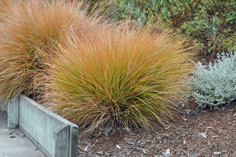 Carex testacea - Orange or Brown Sedge | PlantMaster Carex Testacea, Deer Light, Prairie Fire, Plant Images, Garden Borders, Ornamental Grasses, Companion Planting, Types Of Soil, Healthy Plants