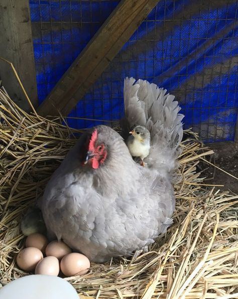 Lavender Orpington Breed Care Guide - Know Your Chickens Lavender Americana Chicken, Lavender Chicken Breed, Lavender Orpington Chickens Eggs, Lavendar Orpington Chickens, Orpington Chicken Colors, Lavender Orpington Chickens, Lavender Orpington, Cluckingham Palace, Lavender Chicken