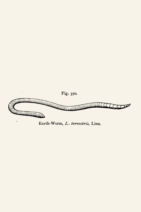 Vintage earthworm line drawn illustration - perfect for tattoos. Scientific Drawing Tattoo, Earth Worm Tattoo, Earthworm Illustration, Inchworm Tattoo, Earthworm Tattoo, Earthworm Drawing, Worms Illustration, Scientific Illustration Tattoo, Scientific Illustration Botanical