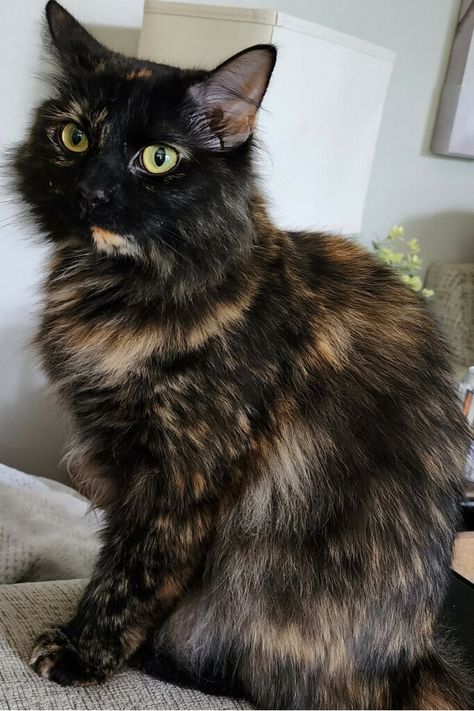 Cat With Fluffy Tail, Black And Orange Calico Cat, Dark Calico Cat, Black Tortoiseshell Cat, Fluffy Tortoiseshell Cat, Black And Orange Kitten, Long Hair Calico Cats, Brown Calico Cat, Cats Short Hair