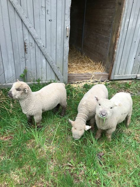 Introducing Our Babydoll Southdown Sheep... Sheep Aesthetic, Southdown Sheep, Babydoll Sheep, Future Farms, Baby Sheep, Mini Farm, Sheep Farm, Cottage Core Aesthetic, Hobby Farms