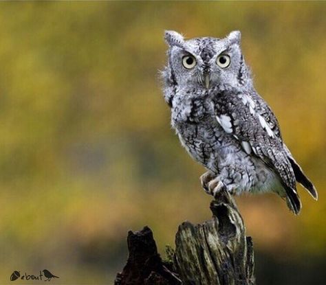 Eastern Screech Owl  We are delighted to share one of NAB features here today with you. This superb photo was taken by:   @jenstlouisphotography   Congratulations! You are clearly as #nuts_about_birds as we are.Take a look at their gallery. ............................................................................. Photo selected and featured by Mod @jennys_photos .................................................................................. #NAB_jenstlouisphotography  cc  @Lisapinky12  @c Western Screech Owl, Birds Photos, Owl Facts, Eastern Screech Owl, Owl Species, Owl Photography, Long Eared Owl, Screech Owl, Owl Tattoo Design