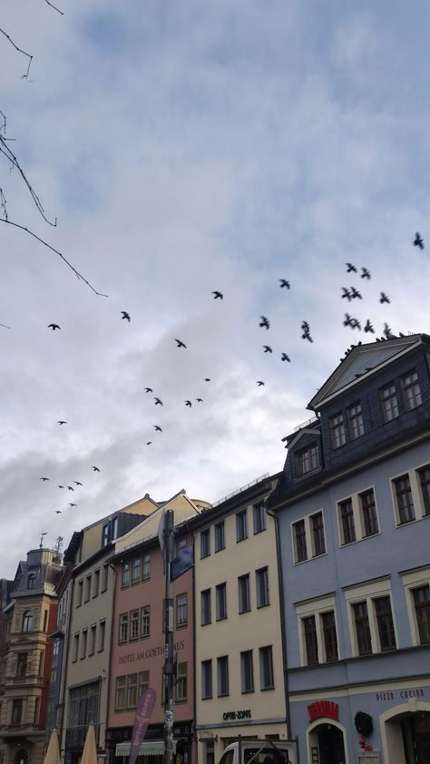 Town, Germany, weimar, birds, flying birds, morning Weimar Germany, Erlangen Germany, Birds Flying, Germany