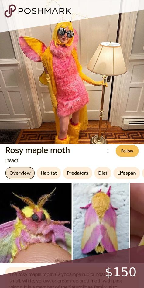 Halloween Rosy Maple Moth costume Rosy Maple Moth Costume, Diy Moth Wings, Bug Costumes, Moth Costume, Maple Moth, Pink Moth, Bug Costume, Moth Man, Rosy Maple Moth