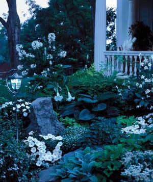 Wave Petunias, Night Blooming Flowers, Goth Garden, Moon Garden, Night Garden, White Gardens, Moon Flower, Blooming Flowers, Outdoor Plants