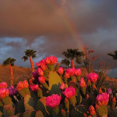 Southwestern Wedding, Shark Fish, Water Grass, Desert Flowers, Horse Aesthetic, Sun Sky, Whale Shark, Moon Flower, Cactus Flower