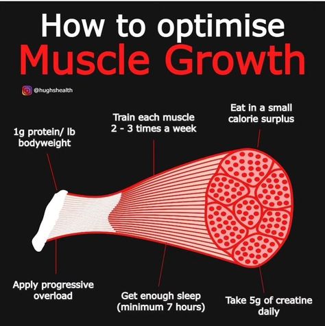 Muscle gain, weight gain, how to gain muscle, muscle building tips Best Bicep Workout, 2024 Fitness, How To Gain Muscle, Muscle Gain Workout, Ectomorph Workout, Muscle Diet, Weight Gain Workout, Bicep Workout, Muscle Building Tips