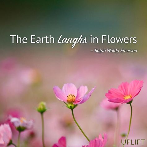 The earth laughs in flowers Conflict Quotes, The Earth Laughs In Flowers, Earth Laughs In Flowers, Cosmos Flowers, Garden Quotes, Ralph Waldo Emerson, Flower Quotes, Lovely Quote, Event Inspiration