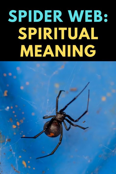 Animal Guides, Spider Webs, Spiritual Health, Spiritual Meaning, Spiritual Awakening, Spider Web, Spirit Animal, Stars And Moon, Read More