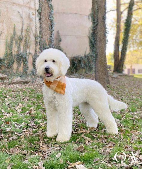 Puppy Doodle, English Goldendoodle, Standard Goldendoodle, F1b Goldendoodle, Family Friendly Dogs, Puppy Socialization, Golden Retriever Puppies, Goldendoodle Puppies, Retriever Puppies