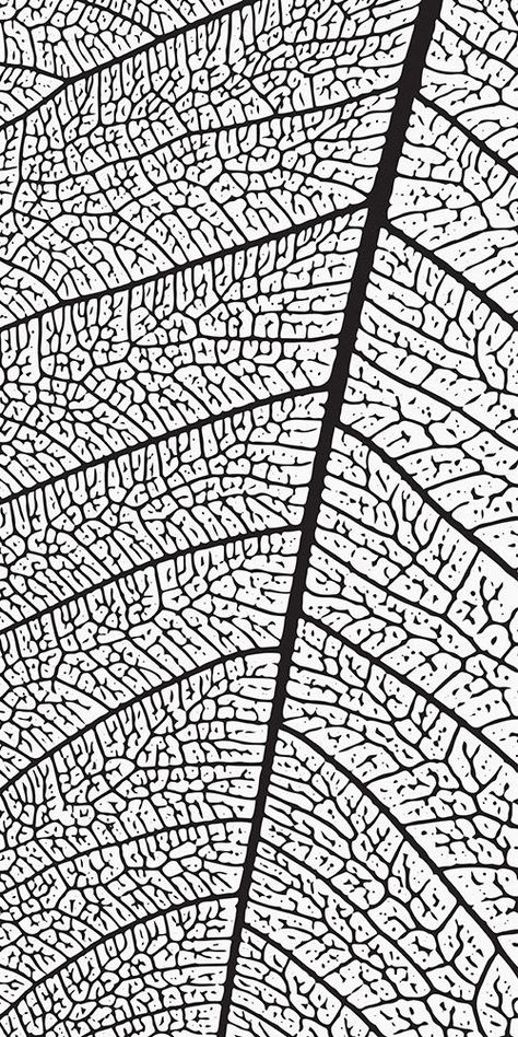 Leaf Texture Drawing, Exterior Wall Panels, Christian Illustration, Leaf Skeleton, Packaging Template Design, Tree Textures, Texture Drawing, Deco Nature, Scratch Art