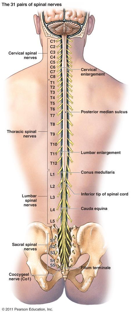 Body Muscle Anatomy, Muscular System Anatomy, Ear Reflexology, William Scott, Human Body Organs, Body Massage Techniques, Nursing School Essential, Basic Anatomy And Physiology, Biology Facts