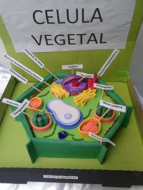 Plant Cell Project Ideas Models, Plant Cell Picture, Plant Cells Project Ideas, Science Project Working Model, Plant Cell Project, Cell Model Project, Plant Cell Model, Animal Cell Project, Science Exhibition Projects