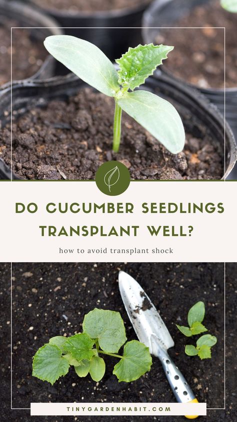 When To Plant Cucumbers, When To Transplant Seedlings, Cucumber Seedlings, Seedlings Indoors, Cucumber Seeds, Cucumber Plant, Plant Seedlings, Growing Cucumbers, Pickling Cucumbers