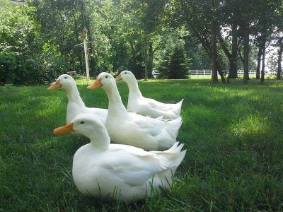 Ducks Backyard, Pekin Ducks, Male Duck, Pekin Duck, Rooster Breeds, Backyard Ducks, Chicken Flock, Duck Breeds, Duck Coop