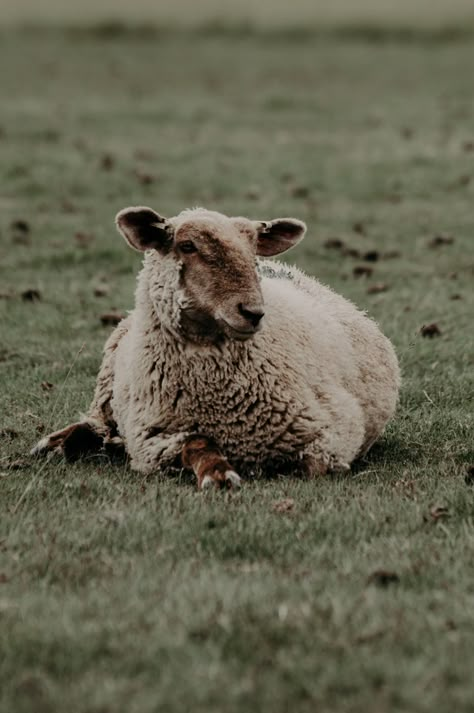 Sheep lying on grassy meadow · Free Stock Photo Sheep Photos, British Nostalgia, Sheep Drawing, Grassy Meadow, Wool Texture, Sheep Breeds, Green Meadow, Sheep Art, Church Logo