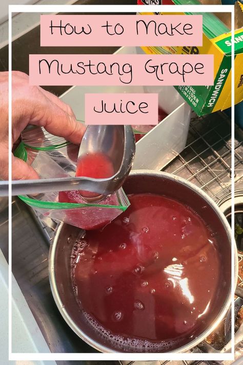 How to make mustang grape juice concentrate or muscadine grape juice conentrate to store in the freezer. Wild Grape Juice Recipe, Canning Muscadine Juice, Muscadine Juice Canning, Muscadine Grape Juice Recipe, Muscadine Grape Juice, Muscadine Juice Recipe, Drink Appetizers, Muscadine Recipe, Homemade Grape Juice