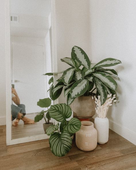 Green Aesthetics, Indoor Plants Styling, نباتات منزلية, Hiasan Bilik Tidur, Plant Decor Indoor, Minimal Space, Bedroom Plants, Plant Aesthetic, House Plants Decor