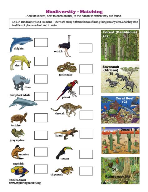 Learn about ecology, biodiversity and science through simple, fun activities on Exploringnature.org Biodiversity Worksheet, Science Questions, Activity Worksheet, Exploring Nature, Explore Nature, Student Activities, Kids Art, Kids Art Projects, Printable Worksheets