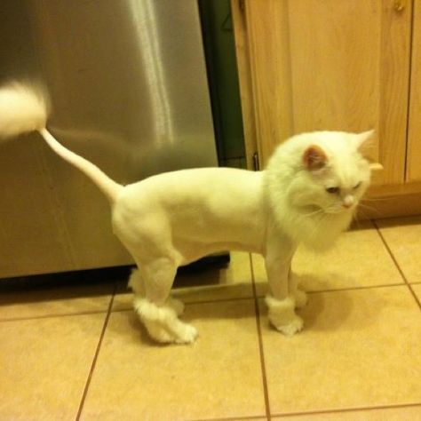 Lion cut.... He's so handsome Persian Cat Lion Haircut, Cat Lion Haircut, Lion Cut Cat, Cat Haircuts, Cat Lion Cut, Cat Grooming Styles, Lion Main, Shaved Cat, Cat Haircut