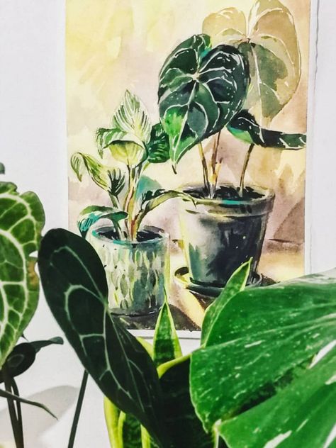 Anthurium clarinervium watercolor on paper  #watercolor #watercolorpaunting #stilllife #walldecor #indoorplant #homeplant Anthurium Clarinervium, Philodendron Birkin, Plants Watercolor, Contemporary Still Life, Mandala Wallpaper, Watercolor Plants, Plant Painting, Plant Drawing, Expressionism Painting