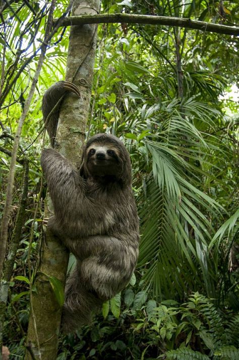 For the love of animals. Pass it on. Sloth Pictures, Cute Sloth Pictures, Amazon Rainforest Animals, Sloth Photos, Tattoo Nature, Sloth Art, Sloth Stuffed Animal, Rainforest Animals, A Sloth